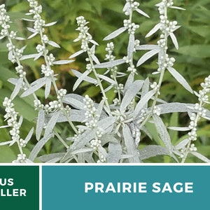 Sage, Prairie Louisiana Sage 100 Seeds Heirloom Herb, Medicinal, Pollinator Friendly, Fragrant Plant, Non-GMO Artemisia ludoviciana image 5