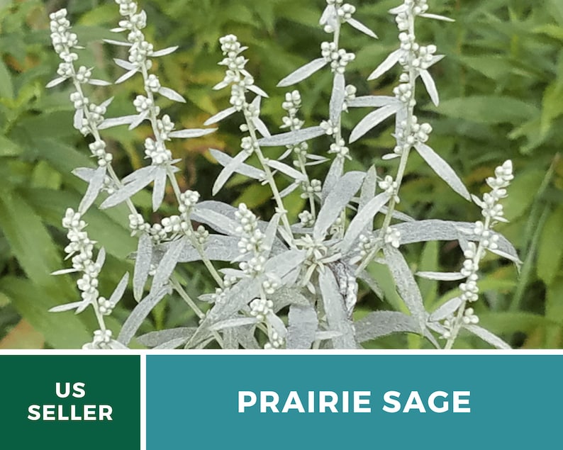 Sage, Prairie Louisiana Sage 100 Seeds Heirloom Herb, Medicinal, Pollinator Friendly, Fragrant Plant, Non-GMO Artemisia ludoviciana image 5