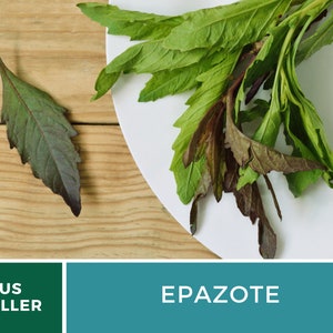 May include: A bunch of fresh green epazote leaves on a white plate. The leaves have a dark purple hue on the underside. The text "EPAZOTE" is displayed in white on a teal background.