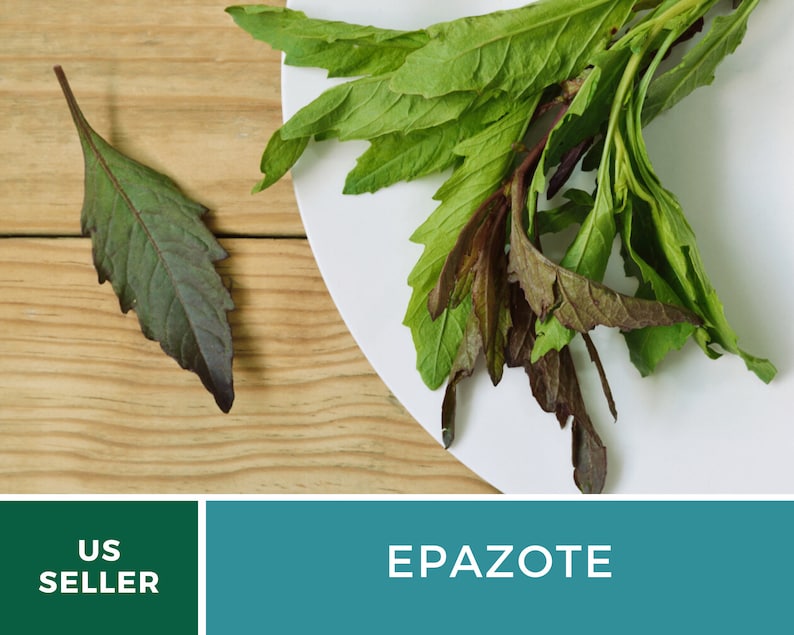 May include: A bunch of fresh green epazote leaves on a white plate. The leaves have a dark purple hue on the underside. The text "EPAZOTE" is displayed in white on a teal background.