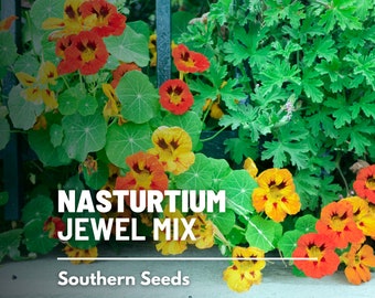 Nasturtium, Jewel Mix - 30 Seeds - Heirloom Flower (Tropaeolum majus) - Brilliant Mix of Colors - Edible Flowers and Peppery Leaves