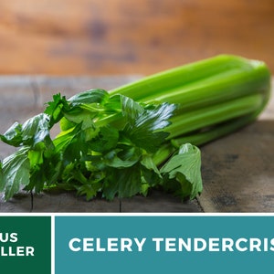 May include: A bunch of fresh green celery with the text "CELERY TENDERCrisp" on a teal background.