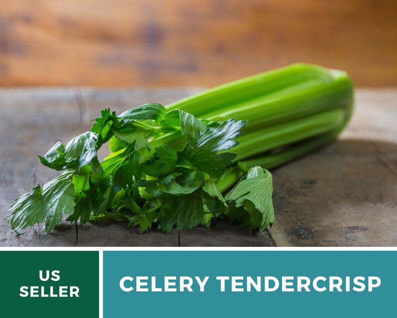 May include: A bunch of fresh green celery with the text "CELERY TENDERCrisp" on a teal background.
