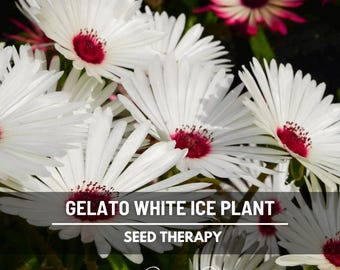 Gelato White Ice Plant Seeds – Heirloom Flower, Livingston Daisy, Bright White Blooms & Drought Tolerant Groundcover | 200 Seeds