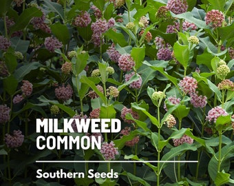 Milkweed, Common - 50 Seeds - Heirloom Flower - Essential for Monarch Butterflies (Asclepias syriaca)