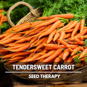 Tendersweet Carrot Seeds – Heirloom Classic Orange Carrot, Open Pollinated, Non‑GMO & Easy to Grow | 250 Seeds