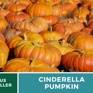 May include: A close-up view of a large pile of orange Cinderella pumpkins. The pumpkins are arranged in a random pattern and are all different sizes. The pumpkins are in a field of green grass.