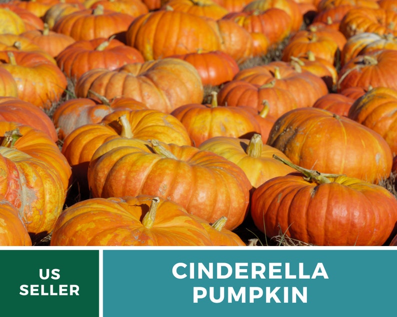 May include: A close-up view of a large pile of orange Cinderella pumpkins. The pumpkins are arranged in a random pattern and are all different sizes. The pumpkins are in a field of green grass.