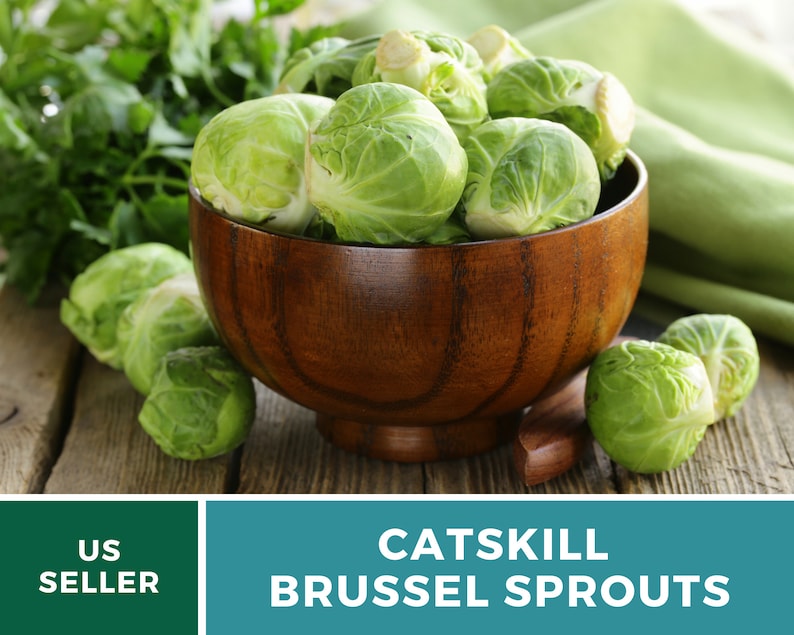 Brussels Sprouts Catskill 250 Seeds Heirloom GMO Free Etsy