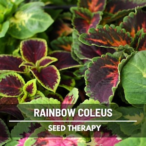 Coleus Rainbow Mix Seeds (Painted Leaves) – Heirloom Ornamental Plant, Landscape & Houseplant, Colorful Foliage | 250 Seeds