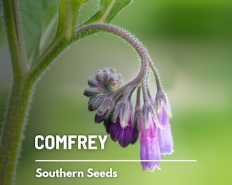 Comfrey, True - 20 Seeds - Heirloom Herb, Medicinal Plant, Hardy Perennial, Non-GMO (Symphytum officinale)