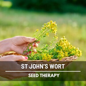 St. John’s Wort Seeds – Heirloom Medicinal Herb, Yellow Flowers, Herbal Remedy, Non-GMO, Garden Gift | 100 Seeds image 3
