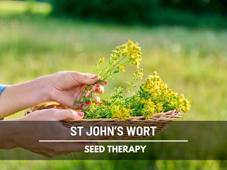 St. John’s Wort Seeds – Heirloom Medicinal Herb, Yellow Flowers, Herbal Remedy, Non-GMO, Garden Gift | 100 Seeds image 3