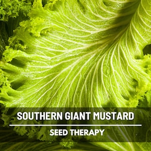 Southern Giant Mustard Seeds – Heirloom Greens, AAS Winner, Curly Leaf, Brassica Juncea, Non-GMO, Open Pollinated | 250 Seeds
