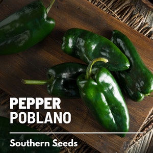 Pepper, Poblano Ancho Grande - 25 Seeds - Heirloom Vegetable - Mild to Medium Heat - Open Pollinated - Non-GMO (Capsicum annuum)