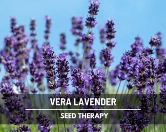 Vera Lavender Seeds – Heirloom English Lavender, Culinary & Medicinal Herb (100 Seeds)