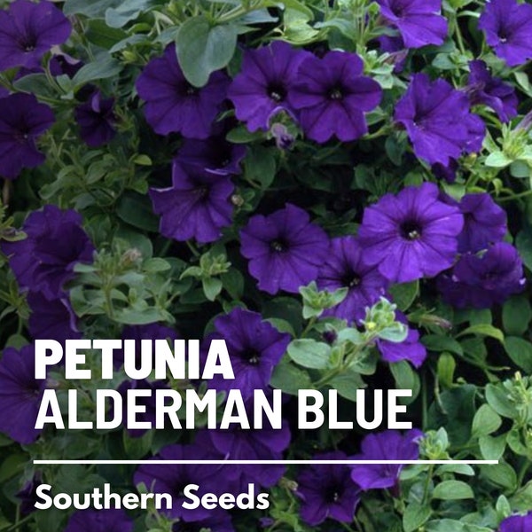 Petunia, Alderman Blue - 100 Seeds - Heirloom Flower - Stunning Cascading Blue Blooms (Petunia nana compacta)