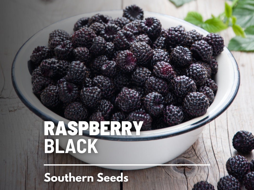 Raspberry, Black thimbleberry 30 Seeds Heirloom Fruit Attractive Shrub