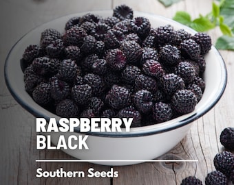 Raspberry, Black (Thimbleberry) - 30 Seeds - Heirloom Fruit - Attractive Shrub - Jams, and Desserts (Rubus occidentalis)
