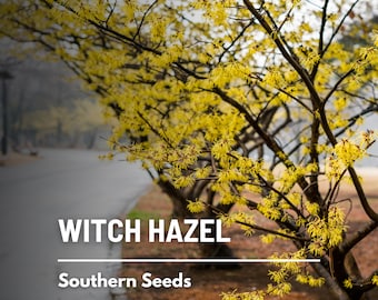 Witch Hazel, American - 5 Seeds - Heirloom Tree/Shrub, Medicinal Plant, Fragrant Flowers (Hamamelis virginiana)