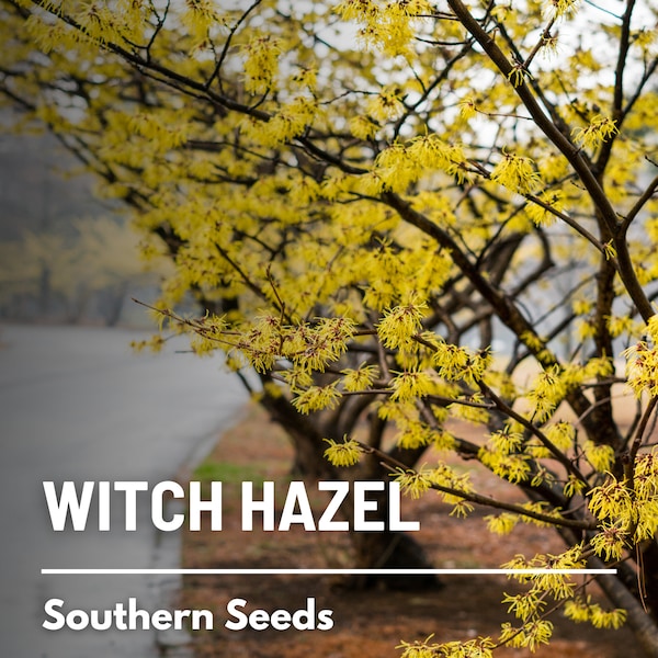 Witch Hazel, American - 5 Seeds - Heirloom Tree/Shrub, Medicinal Plant, Fragrant Flowers (Hamamelis virginiana)