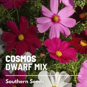 Cosmos, Dwarf Mix - 100 Seeds - Heirloom Flower - Compact, Dwarf Variety (Cosmos bipinnatus)