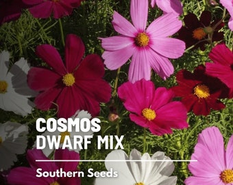 Cosmos, Dwarf Mix - 100 Seeds - Heirloom Flower - Compact, Dwarf Variety (Cosmos bipinnatus)