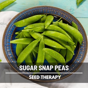 Sugar Snap Pea Seeds – Heirloom, AAS Winner, Sweet Edible Pod Snap Pea, Climbing Vine, Non-GMO | 20 Seeds