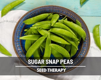 Sugar Snap Pea Seeds – Heirloom, AAS Winner, Sweet Edible Pod Snap Pea, Climbing Vine, Non-GMO | 20 Seeds