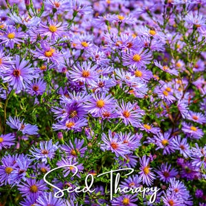 May include: A dense cluster of vibrant purple aster flowers with bright yellow centers, featuring thin petals and green stems. The white cursive text Seed Therapy is overlaid across the bottom portion of the floral arrangement.