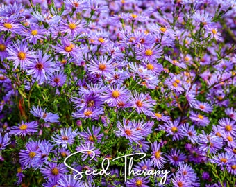 Graines d'aster de Nouvelle-Angleterre – Plante indigène ancienne, fleurs violettes d'automne pour jardin pollinisateur, facile à cultiver | 200 graines