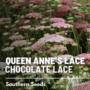 Queen Anne's Lace, Chocolate Lace - 100 Seeds - Heirloom Flower - Burgundy, Cocoa and White Colors - Used in Floral Designs (Daucus carota)