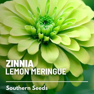 May include: A vibrant lime green Zinnia flower with layered, rounded petals and a dense, textured center. The text ZINNIA LEMON MERINGUE is printed in white capital letters above a horizontal line, with the text Southern Seeds below the line.
