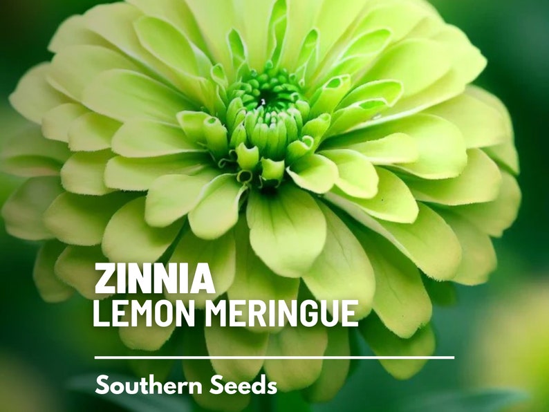 May include: A vibrant lime green Zinnia flower with layered, rounded petals and a dense, textured center. The text ZINNIA LEMON MERINGUE is printed in white capital letters above a horizontal line, with the text Southern Seeds below the line.