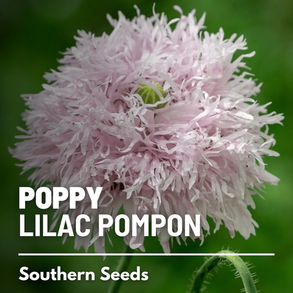Poppy, Lilac Pompon - 100 Seeds - Heirloom Flower - Ruffled and Double Pompon Blooms - Soft Lilac or Lavender Colors (Papaver somniferum)