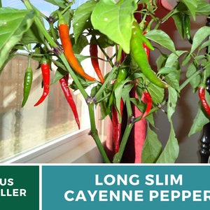 May include: A potted plant with long, thin red and green cayenne peppers. The plant is in a pot with a red and white pattern. The text "LONG SLIM CAYENNE PEPPER" is on a teal background.