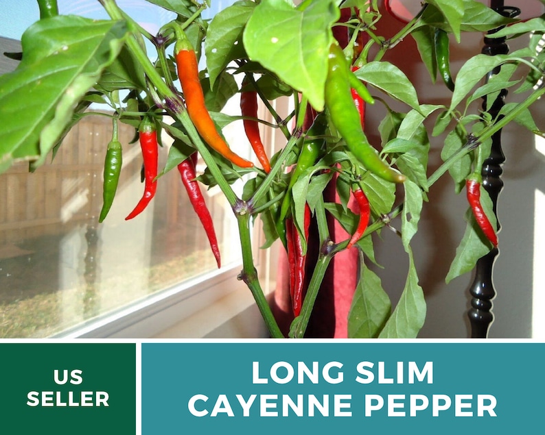 May include: A potted plant with long, thin red and green cayenne peppers. The plant is in a pot with a red and white pattern. The text "LONG SLIM CAYENNE PEPPER" is on a teal background.