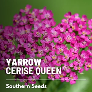 Yarrow, Cerise Queen 50 Seeds Heirloom Flower, Vibrant cerise-pink blooms, Attracts pollinators Achillea millefolium image 1