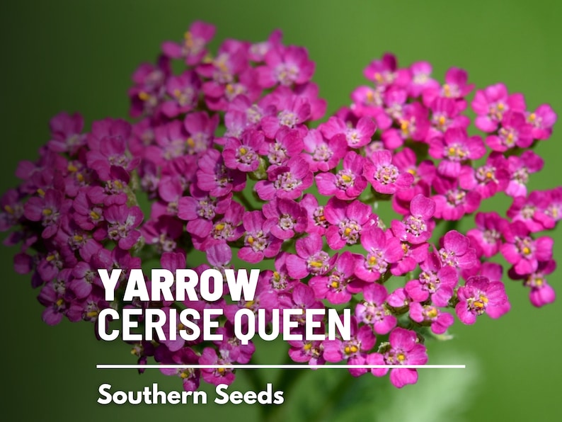 Yarrow, Cerise Queen 50 Seeds Heirloom Flower, Vibrant cerise-pink blooms, Attracts pollinators Achillea millefolium image 1