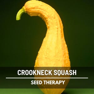Crookneck Squash Seeds – Heirloom Summer Squash, Open Pollinated, Non-GMO, Easy to Grow, Garden Favorite | 50 Seeds