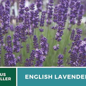 K&ouml;nnte beinhalten: Ein Feld mit bl&uuml;henden lila englischen Lavendelbl&uuml;ten. Die Bl&uuml;ten sind hoch und schlank und haben einen zarten Duft. US-Verk&auml;ufer.