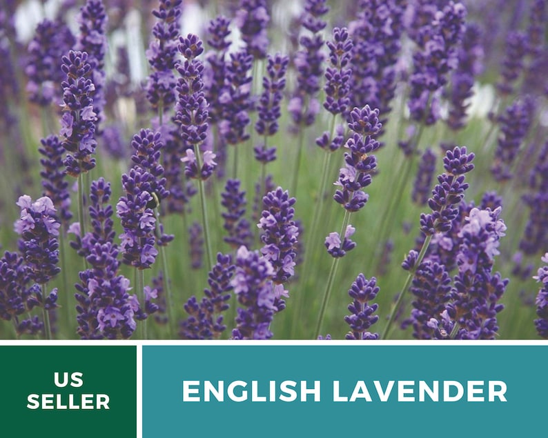 K&ouml;nnte beinhalten: Ein Feld mit bl&uuml;henden lila englischen Lavendelbl&uuml;ten. Die Bl&uuml;ten sind hoch und schlank und haben einen zarten Duft. US-Verk&auml;ufer.
