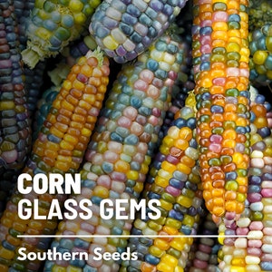 Corn, Glass Gems - 30 Seeds - Heirloom Vegetable - Open Pollinated - Non-GMO (Zea mays)