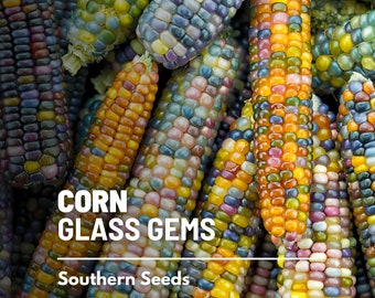Corn, Glass Gems - 30 Seeds - Heirloom Vegetable - Open Pollinated - Non-GMO (Zea mays)