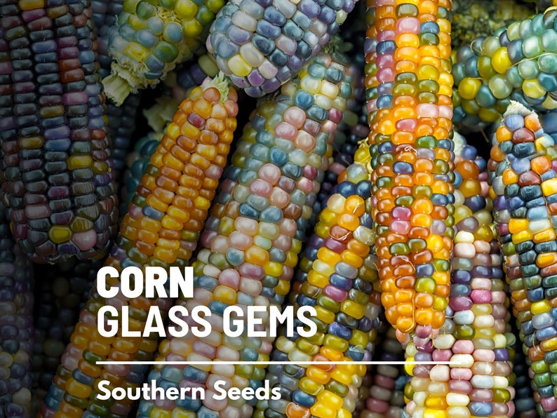 Glass Gem Corn (Zea Mays) - Pueblo Seed