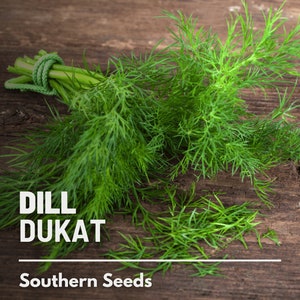 Dill, Dukat - 100 Seeds - Heirloom Culinary & Medicinal Herb - Non-GMO (Anethum graveolens)