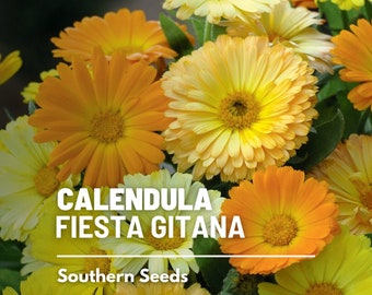 Calendula, Fiesta Gitana - 100 Seeds - Heirloom Culinary & Medicinal Herb - Non-GMO (Calendula officinalis)