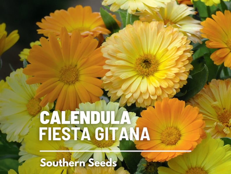 Marigold, English (Calendula officinalis) - 100 Seeds