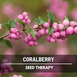 Coralberry Seeds – Heirloom Indian Currant Shrub, Attracts Birds, Wildlife, Erosion Control, Easy to Grow | 30 Seeds