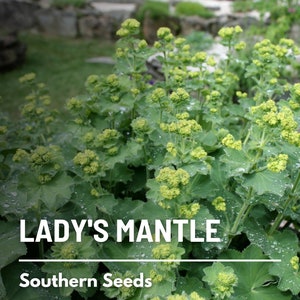Lady's Mantle (Irish Silk) - 50 Seeds - Heirloom Flower - Culinary & Medicinal Herbs (Alchemilla mollis)
